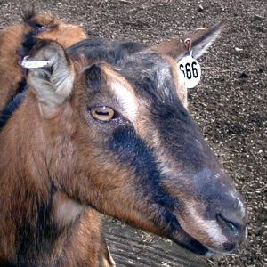 goat with 666 tag on ear