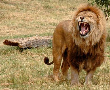 Roaring Lion