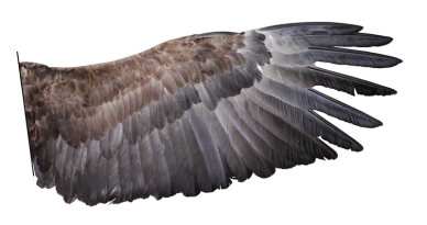 Eagle Wing