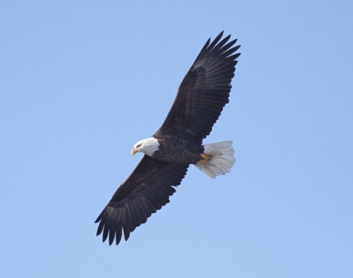 Bald Eagle flying