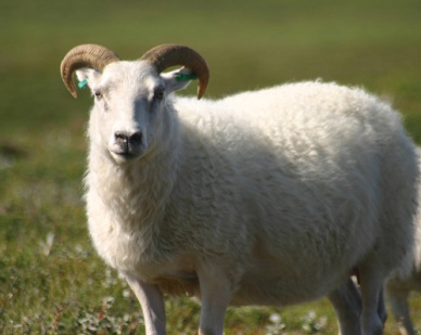 Lamb With Horns