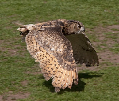 Owl wings arched open
